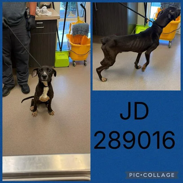 A young medium-sized male Pit Bull Terrier dog named Jd for adoption in Macon, GA