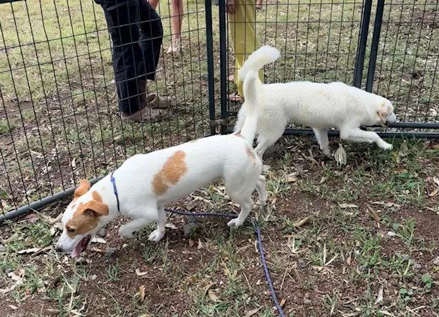 A young medium-sized female Beagle dog named Blossom for adoption in Bothell, WA