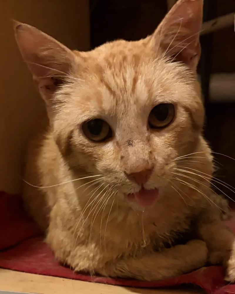 An adult medium-sized male Orange & White Domestic Short Hair cat named The Colonel for adoption in Melbourne, AR