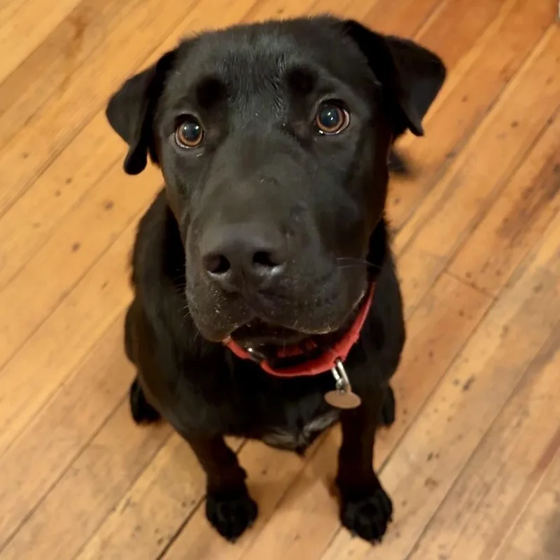A young medium-sized male Black Shar-Pei dog named Butch for adoption in Rochester, MN