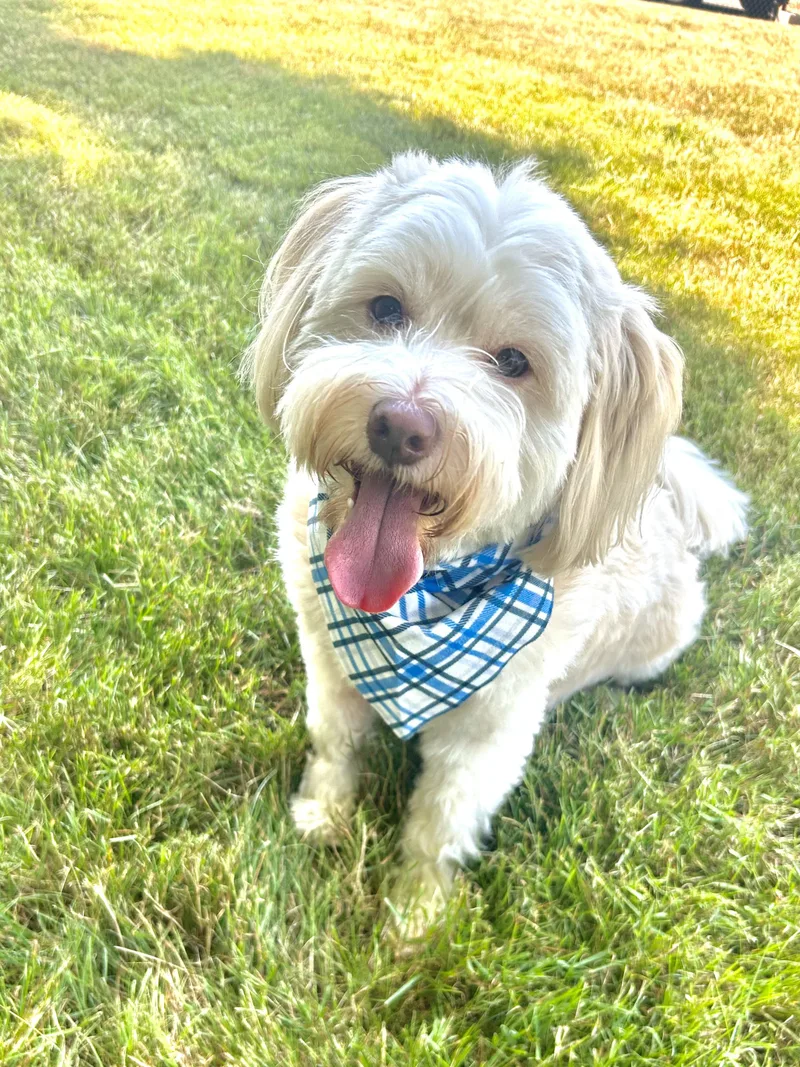 An adult medium-sized male White / Cream Havanese dog named Bruno for adoption in Olympia, WA