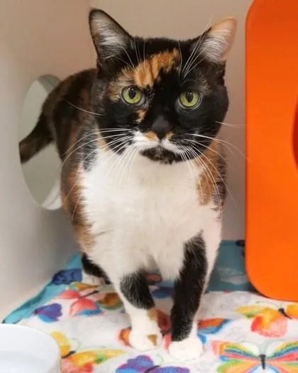 A senior medium-sized female Domestic Short Hair cat named Juliet for adoption in Fishers, IN