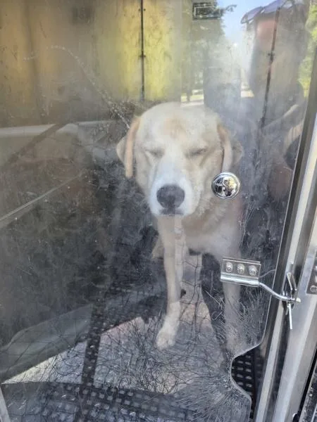 A young extra large-sized male Anatolian Shepherd dog named Pen Archie for adoption in Lawrenceville, GA
