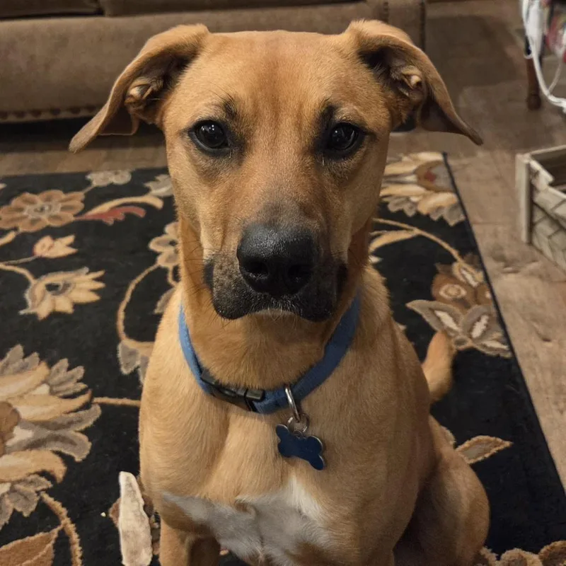 An adult small-sized male Brown / Chocolate Boxer dog named Waldo for adoption in Bristol, IN