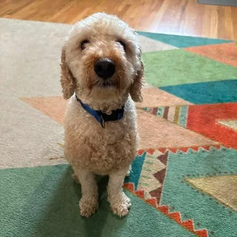 An adult medium-sized male White / Cream Miniature Poodle dog named Teddy for adoption in Jarrettsville, MD