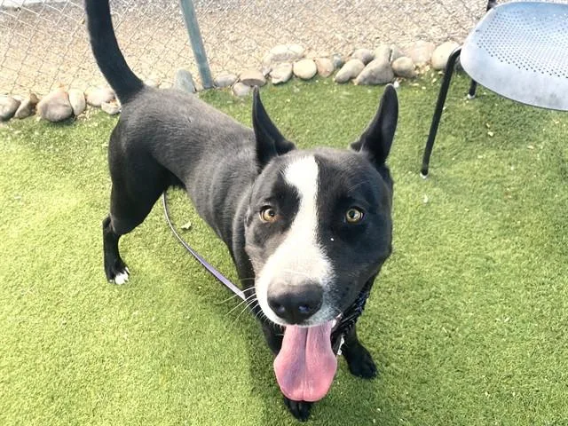 A young large-sized male Pit Bull Terrier dog named Zion for adoption in Phoenix, AZ