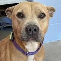 An adult medium-sized female Yellow / Tan / Blond / Fawn Mixed Breed dog named Mia for adoption in Fernandina Beach, FL