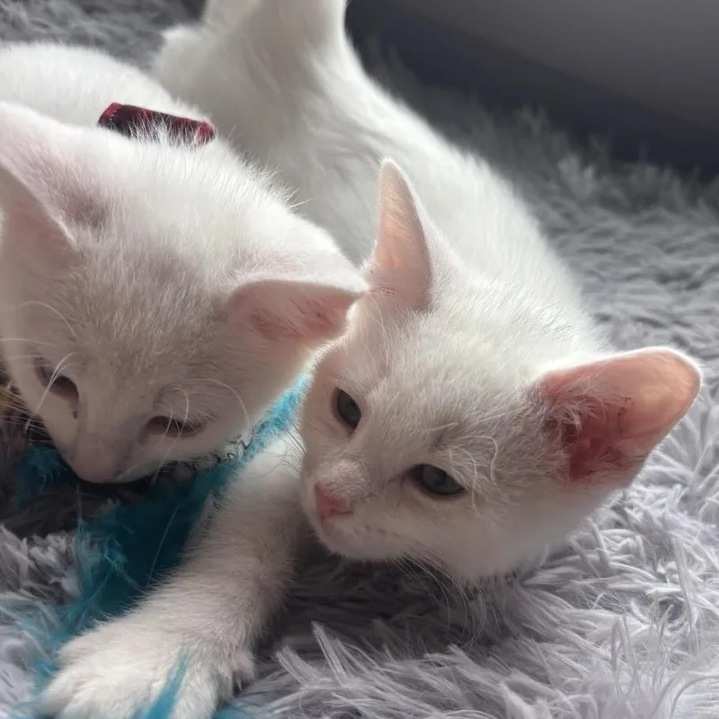 A baby medium-sized female White Domestic Short Hair cat named Hemnes & Nordii for adoption in Chattanooga, TN
