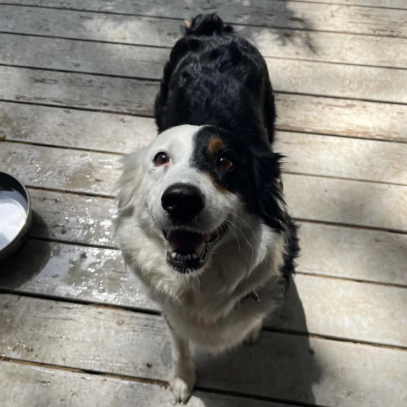 An adult small-sized female Black Australian Shepherd dog named Panda "angelica" for adoption in Rossville, GA