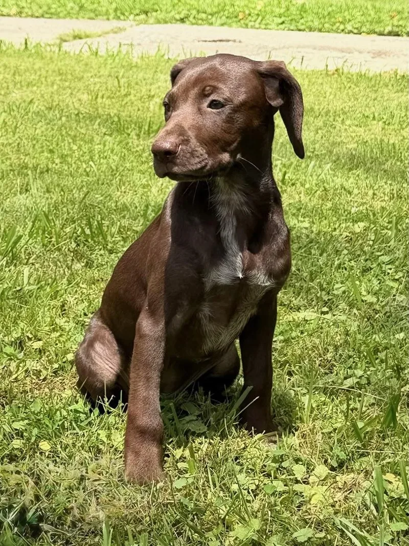 Nellie