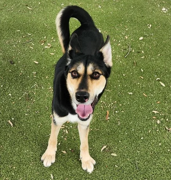 Stella
