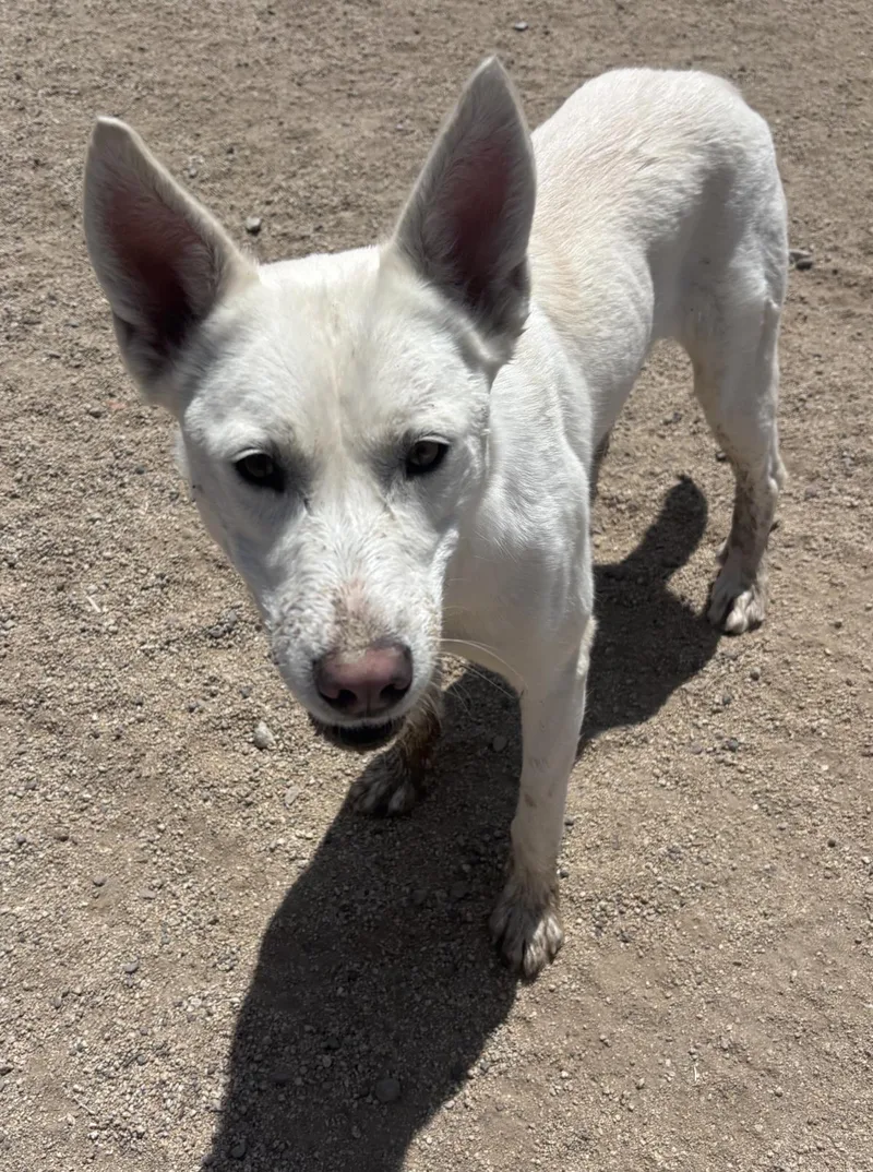 A young medium-sized female Husky dog named Mystic for adoption in Stagecoach, NV