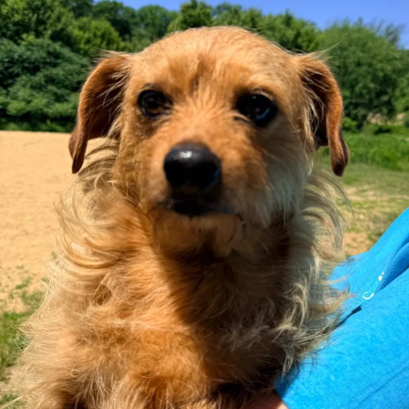 A young small-sized female Yellow / Tan / Blond / Fawn Terrier dog named Ct Paulie for adoption in Eastford, CT