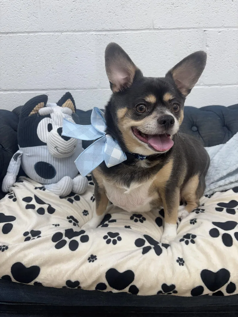 An adult small-sized male Chihuahua dog named Cooper for adoption in York, SC
