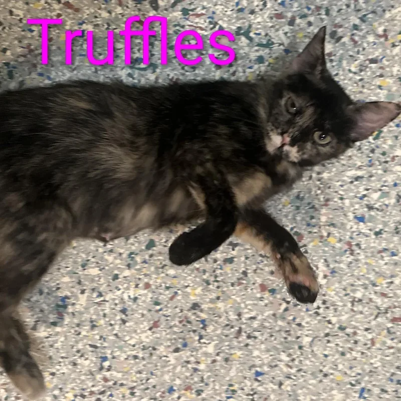 A young small-sized female Tortoiseshell Domestic Short Hair cat named Truffles for adoption in Carmel, IN