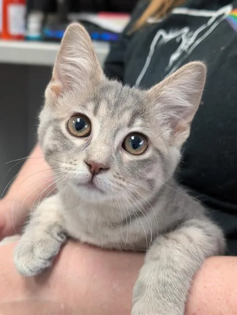 A baby small-sized female Domestic Short Hair cat named Lucy for adoption in Canfield, OH