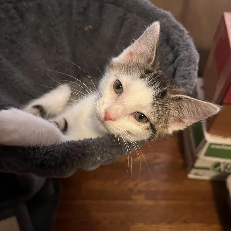 A baby small-sized female Brown / Chocolate Domestic Short Hair cat named Jupiter for adoption in Evansville, IN