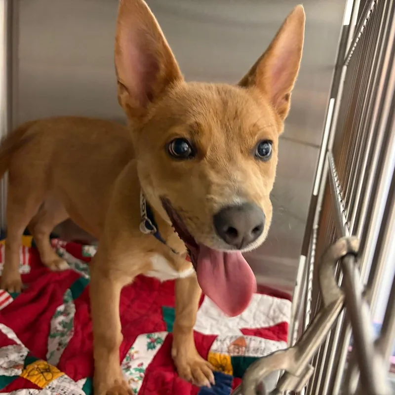 A young medium-sized male Brown / Chocolate Mixed Breed dog named Scrappy Doo for adoption in Lake Jackson, TX