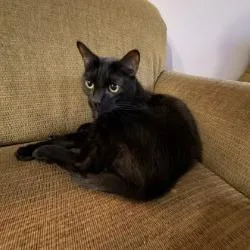 An adult small-sized male Domestic Short Hair cat named Cody for adoption in Melbourne, KY
