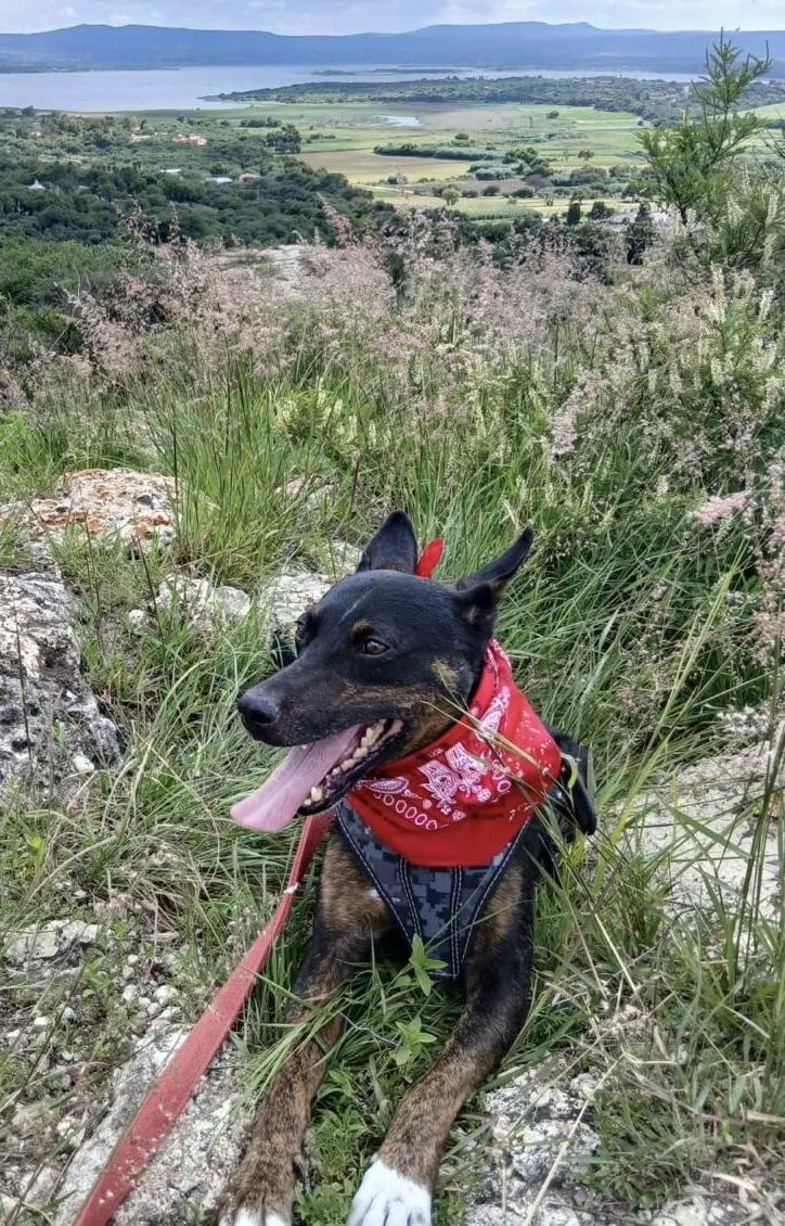 A young medium-sized male Black Cattle Dog dog named Bambi for adoption in Austin, TX