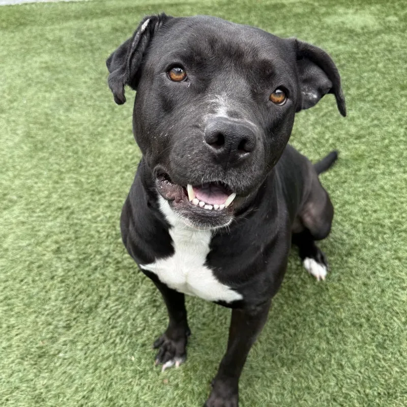 An adult large-sized female Black Pit Bull Terrier dog named Cutie Pie for adoption in Long Beach, CA