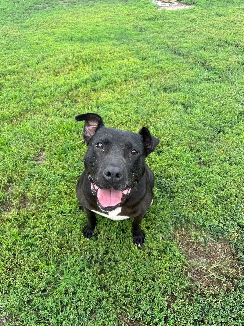 Bella