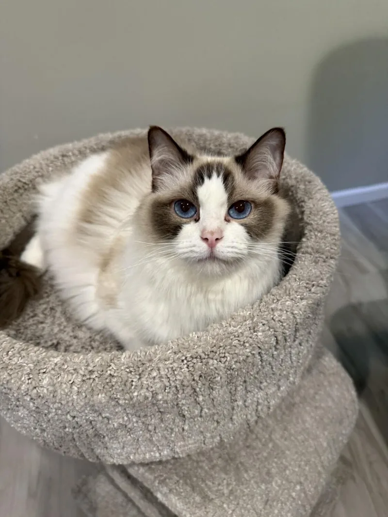 An adult medium-sized female Ragdoll cat named Violet for adoption in Kenosha, WI