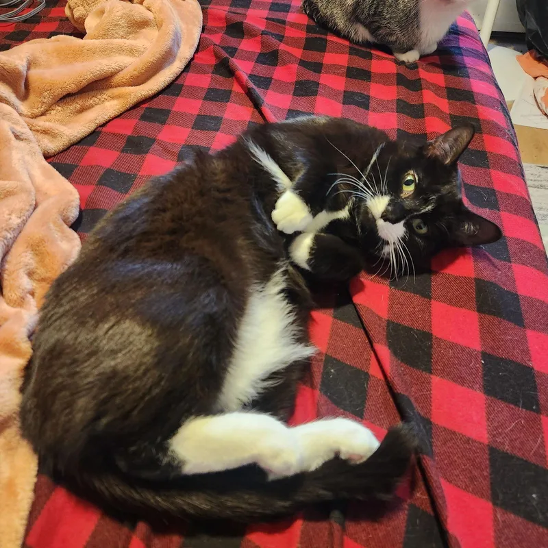 Moostash thumbnail 2