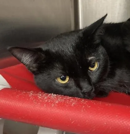 A young small-sized male Domestic Short Hair cat named Kissa for adoption in Cincinnati, OH