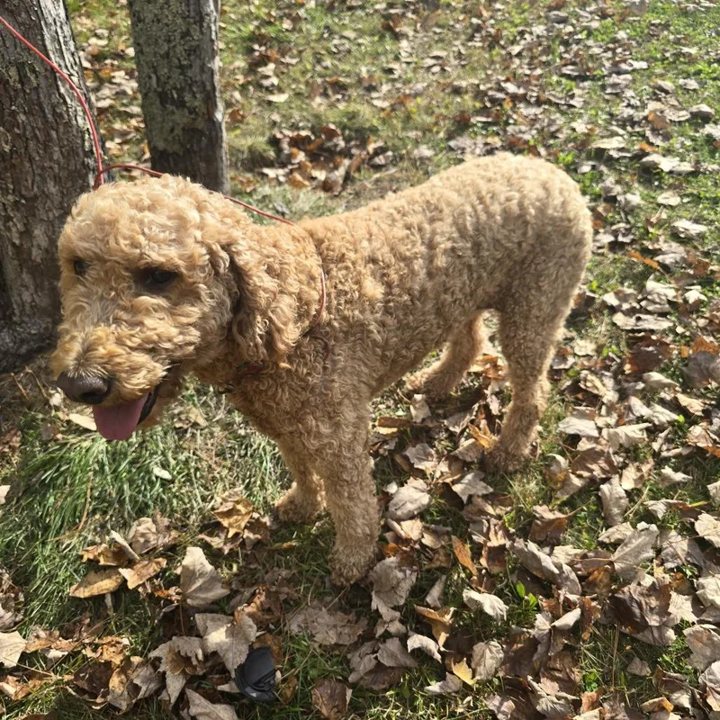 A senior medium-sized female Apricot / Beige Labradoodle dog named Henna D for adoption in Princeton, MN