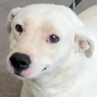 An adult medium-sized female White / Cream Mixed Breed dog named Starlight for adoption in Las Cruces, NM