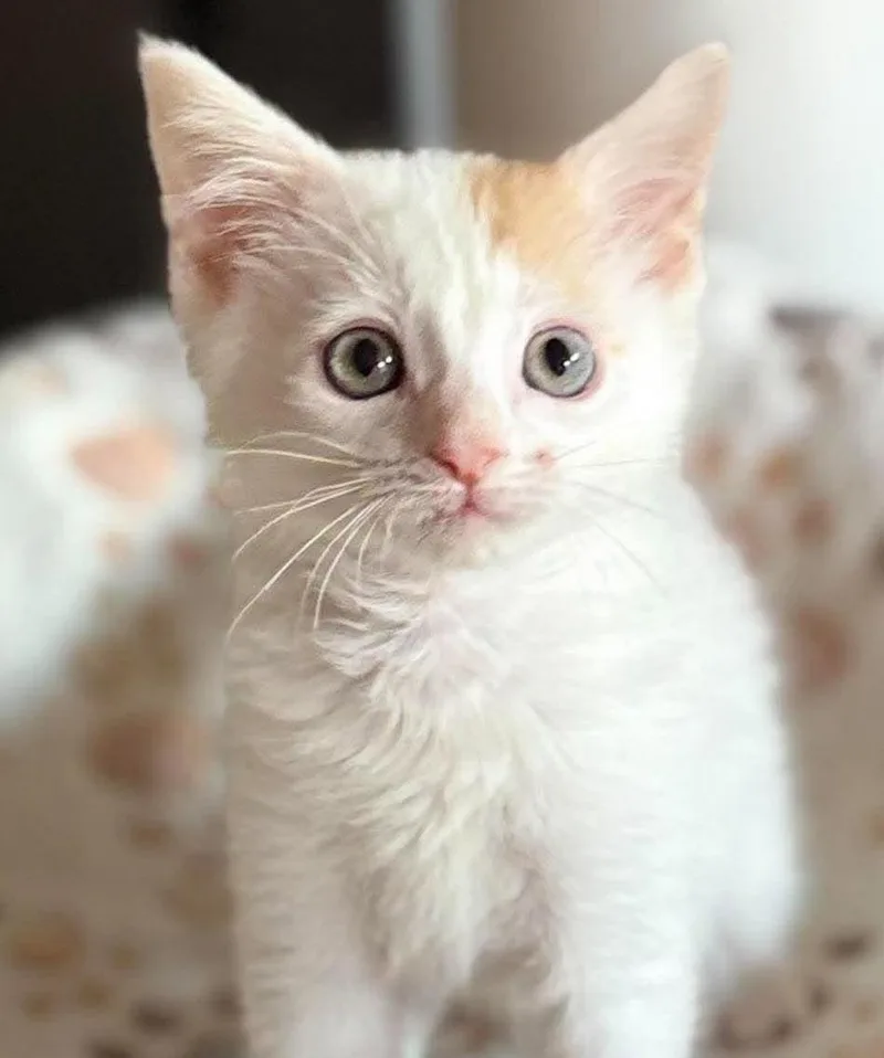 A baby small-sized male Turkish Van cat named Lil Engine that could for adoption in Bedford Hills, NY