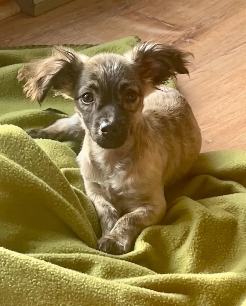 A baby small-sized male Chihuahua dog named Spud for adoption in North Prairie, WI