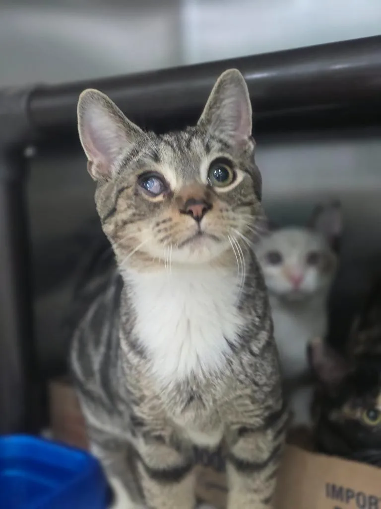 A baby medium-sized male Domestic Short Hair cat named Comma for adoption in Danielsville, GA