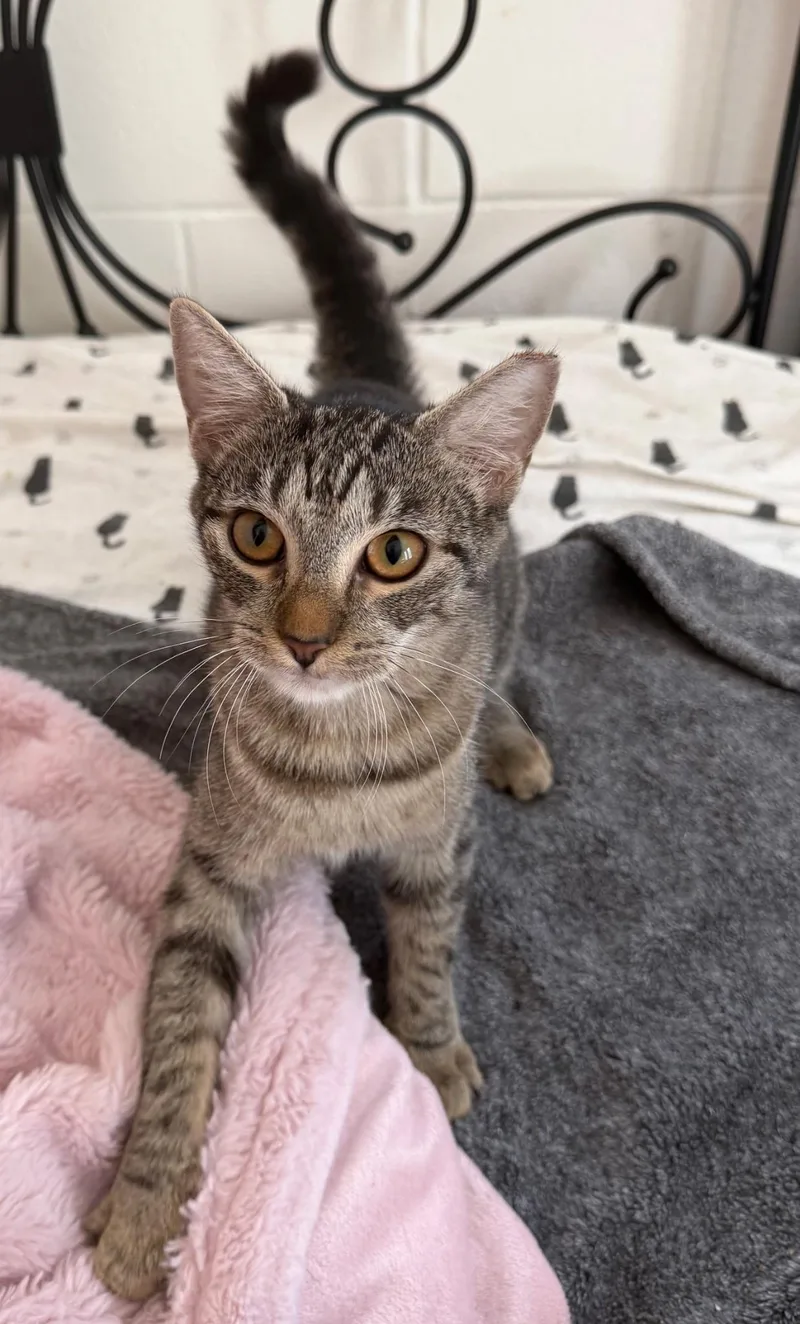 A young medium-sized female Tabby cat named Lucy for adoption in Trinity, NC