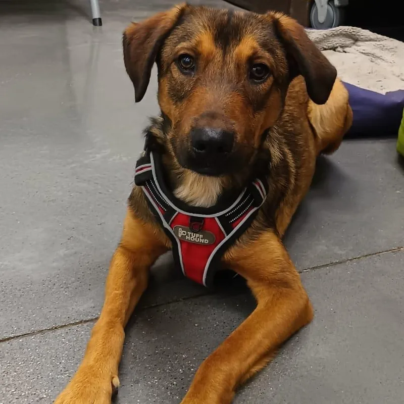 A young medium-sized male Shepherd dog named Antoni for adoption in Orange, CA