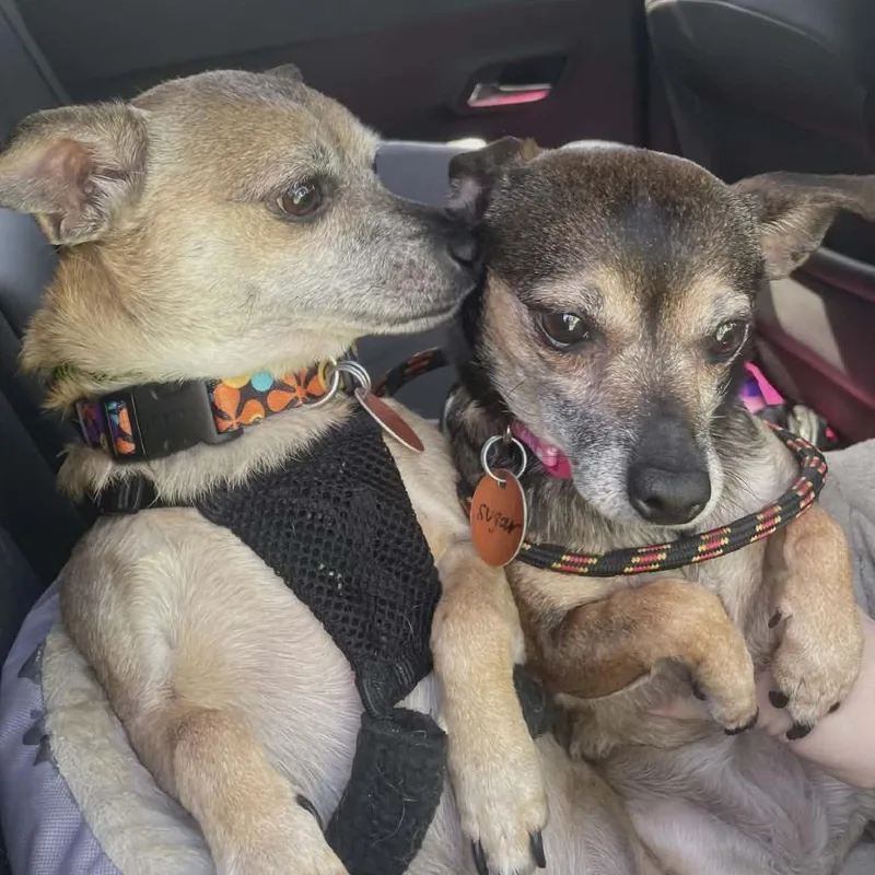 Jackson Bonded To Sugar thumbnail 2