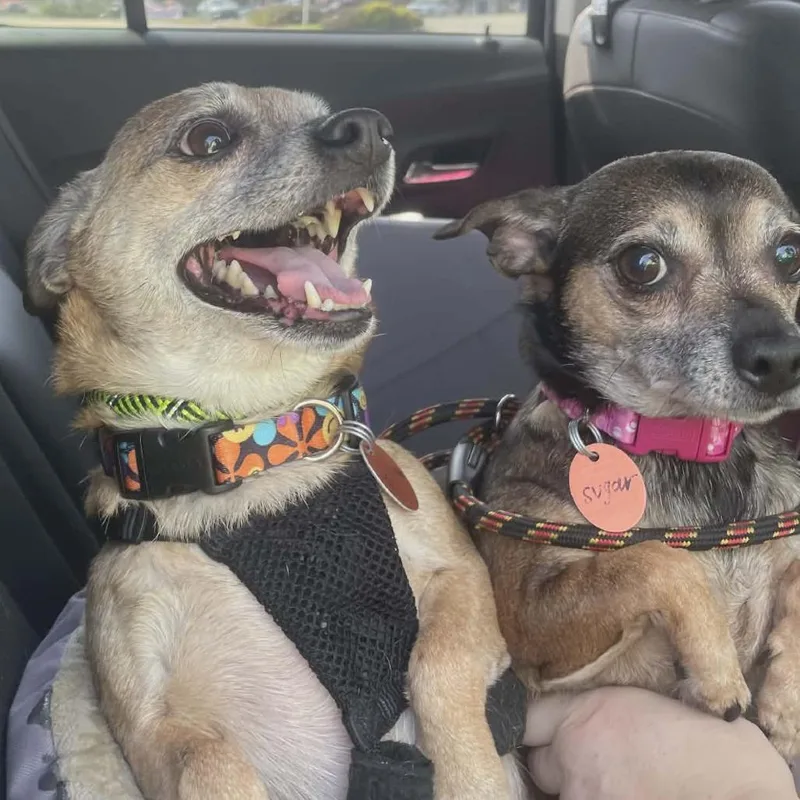 Jackson Bonded To Sugar thumbnail 3