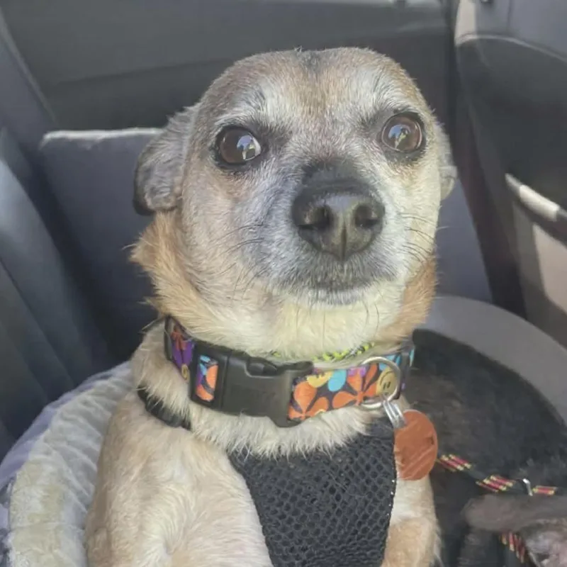 Jackson Bonded To Sugar thumbnail 4