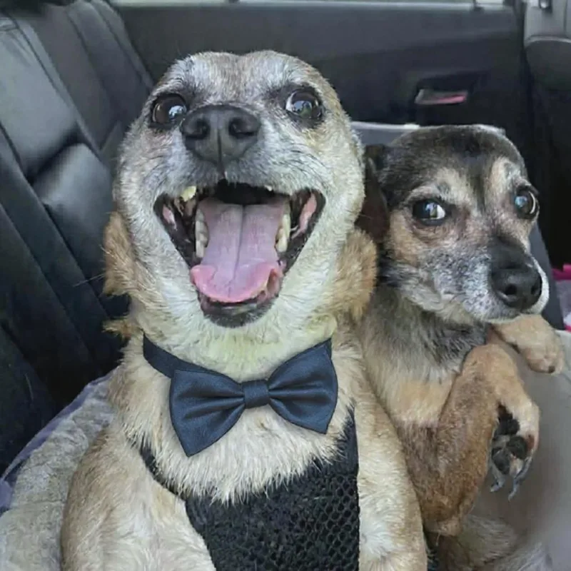 Jackson Bonded To Sugar