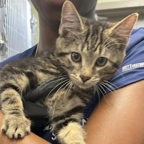 A baby small-sized male Brown / Chocolate Domestic Short Hair cat named Grasshopper for adoption in Baltimore, MD