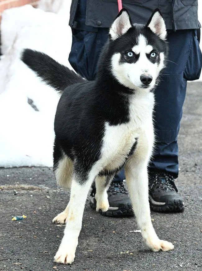 A young medium-sized male Black Husky dog named Rudy for adoption in New Haven, CT