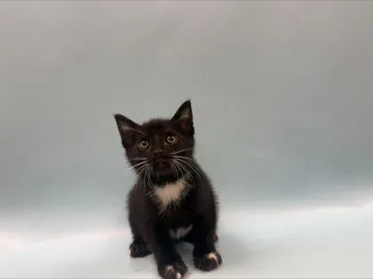 A baby small-sized male Domestic Short Hair cat named Zeus for adoption in Woodbury, MN
