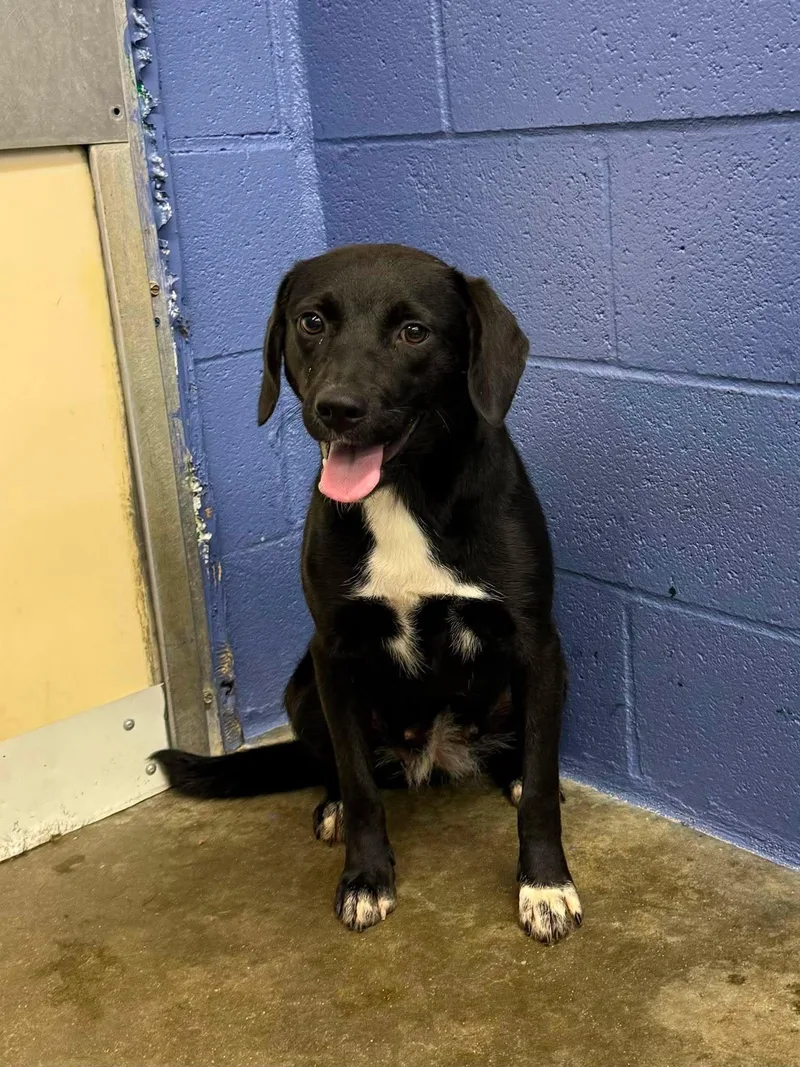 An adult medium-sized female Black Mixed Breed dog named Locket for adoption in Leitchfield, KY