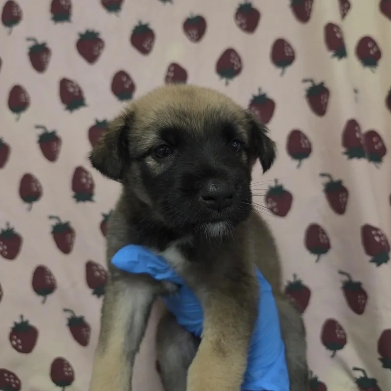 A baby small-sized male Yellow / Tan / Blond / Fawn Shepherd dog named Monster Mutt for adoption in San Antonio, TX