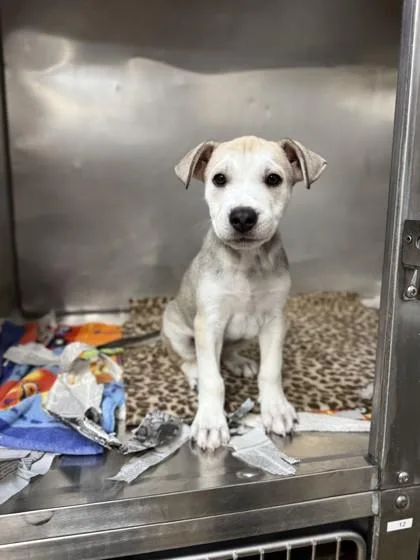 A young small-sized female Siberian Husky dog named Cookie for adoption in North Miami Beach, FL