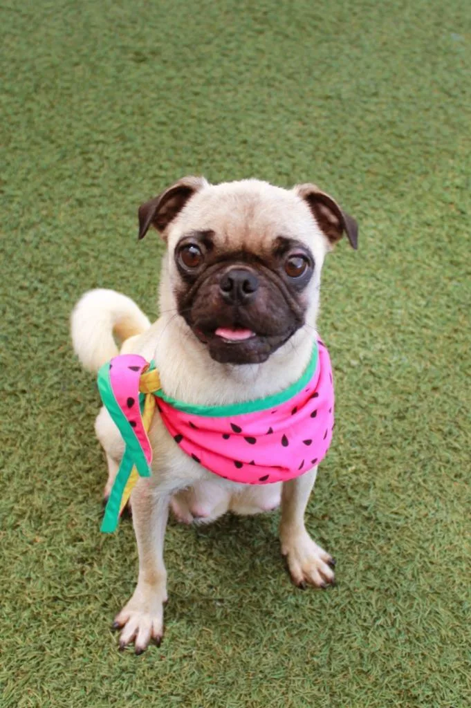 Bryn thumbnail 4