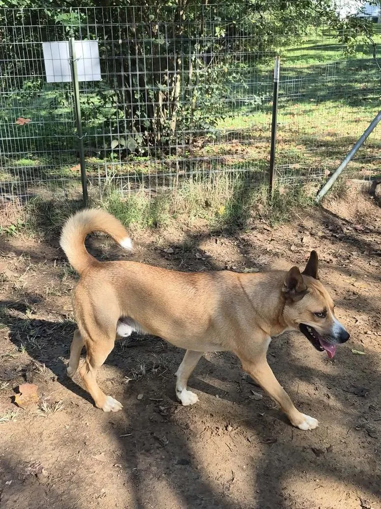 A young medium-sized male Husky dog named Orbit for adoption in Tunnel Hill, GA