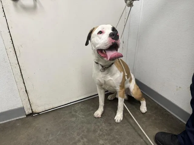 A young large-sized male Pit Bull Terrier dog named Duke for adoption in Los Angeles, CA