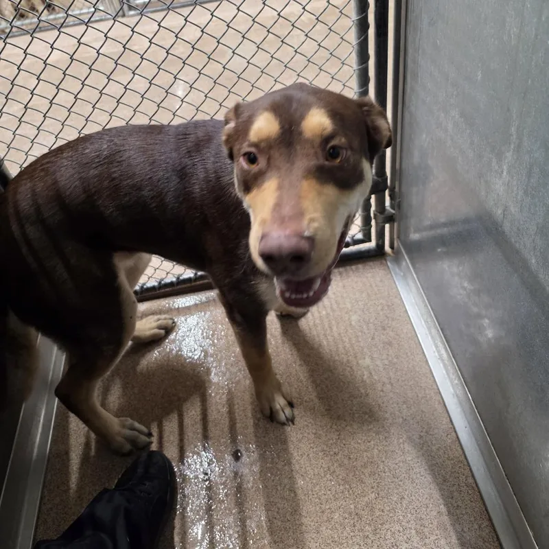 An adult large-sized male Brown / Chocolate Shepherd dog named Milo for adoption in Ardmore, OK